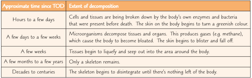 <ul><li><p>Autolysis - tissues break down due to the actions of enzymes</p></li><li><p>Putrefaction begins - skin turns green around abdomen reddish-green → purplish black</p></li><li><p>Bacteria causes gas + liquid bubbles → bloating</p></li><li><p>bloating passes - liquified tissues seep out of body + body dries out</p><p></p></li></ul><p></p>