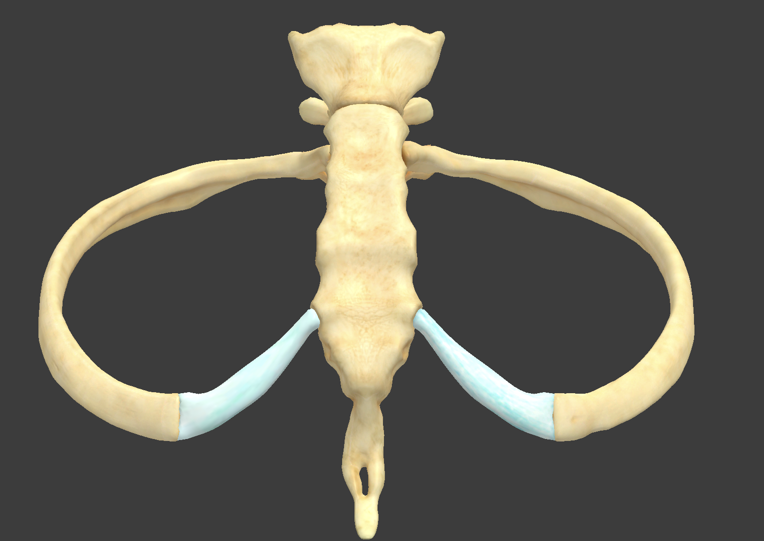<p>end attached to costal cartilage</p>