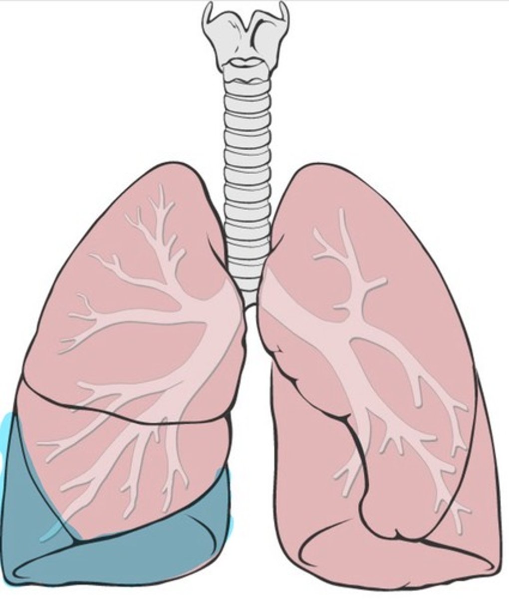<p>Bottom lobe of the right lung</p>