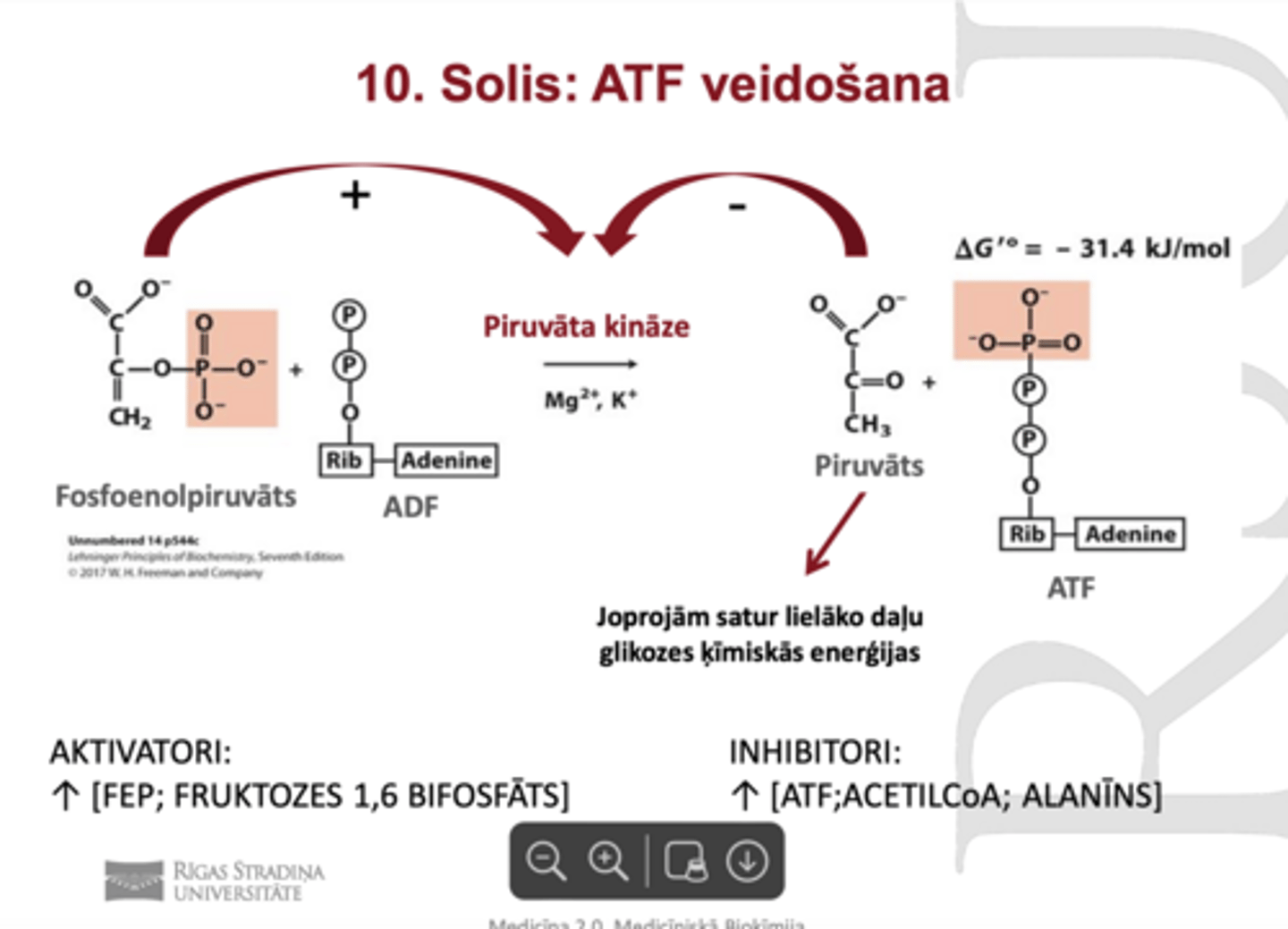 <p>ATF veidošana</p><p>fosfoenolpiruvāts+ADF--> Piruvāts +ATF</p><p>Enzīms: piruvāta kināze (Mg, K)</p><p>Regulatorais solis (spēj mainīt atrumu un veidošanu, novirzīt starpproduktus)</p>