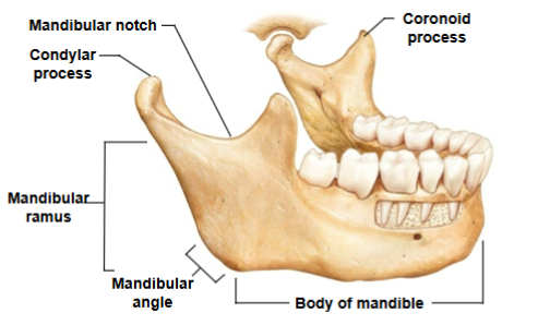 <p>Body of mandible, Mandibular ramus, Mandibular angle, Coronoid process, Mandibular notch, Condylar process</p>