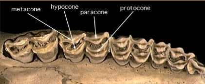 <p>What kind of dentition is this?</p>