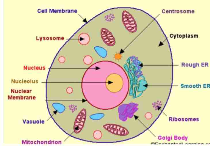 <p>The structural and functional unit of life.</p>