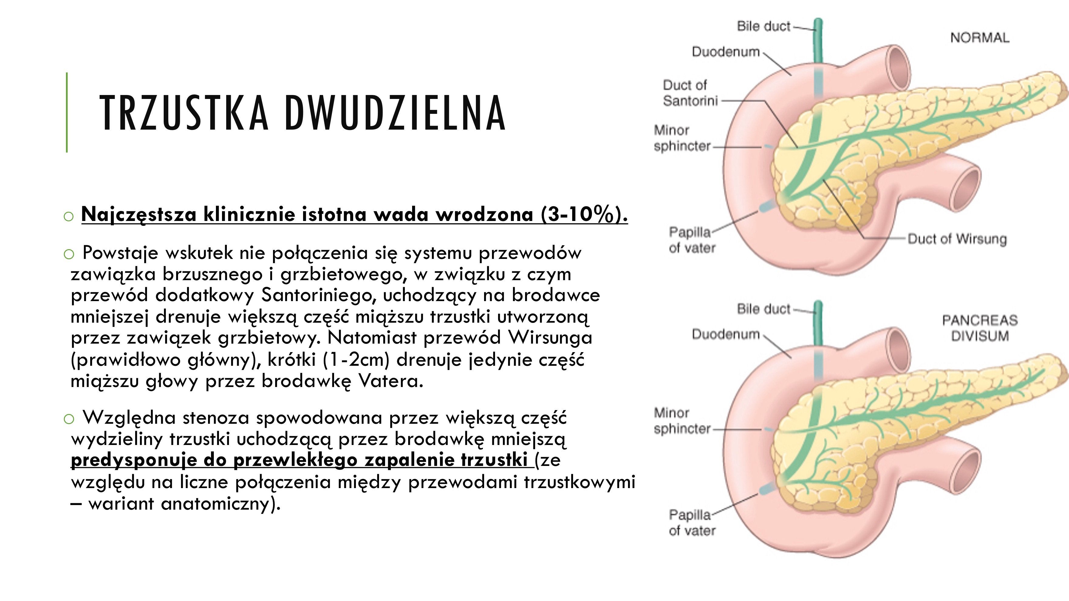 <p>trzustka dwudzielna</p>