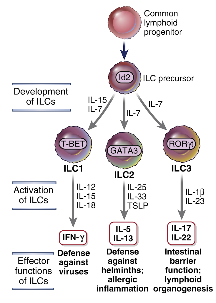 <p>Lymfocyter som <strong>saknar TCR</strong> men har liknande funktioner som T-celler genom att producera cytokiner. Dessa finns i epitelbarriärer. Det finns lika typer:</p><ul><li><p><strong>ILC1</strong>: producerar IFN-γ.</p></li><li><p><strong>ILC2</strong>: producerar främst IL-5 och IL-13.</p></li><li><p><strong>ILC3</strong>: IL-22 och/eller IL-17.</p></li></ul>