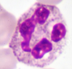 <p>Name the cell</p>