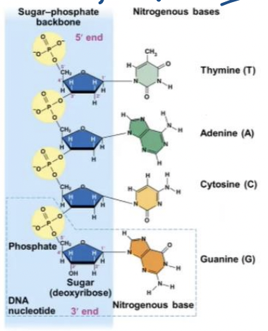 <p>Thymine &amp;  Adenine &amp; Cytosine  &amp; Guanine</p>