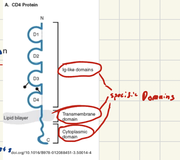 <p>Independent folded stable units within a protein that have their own specific functions</p><ul><li><p>CAN fold stably on own</p></li></ul><p></p>