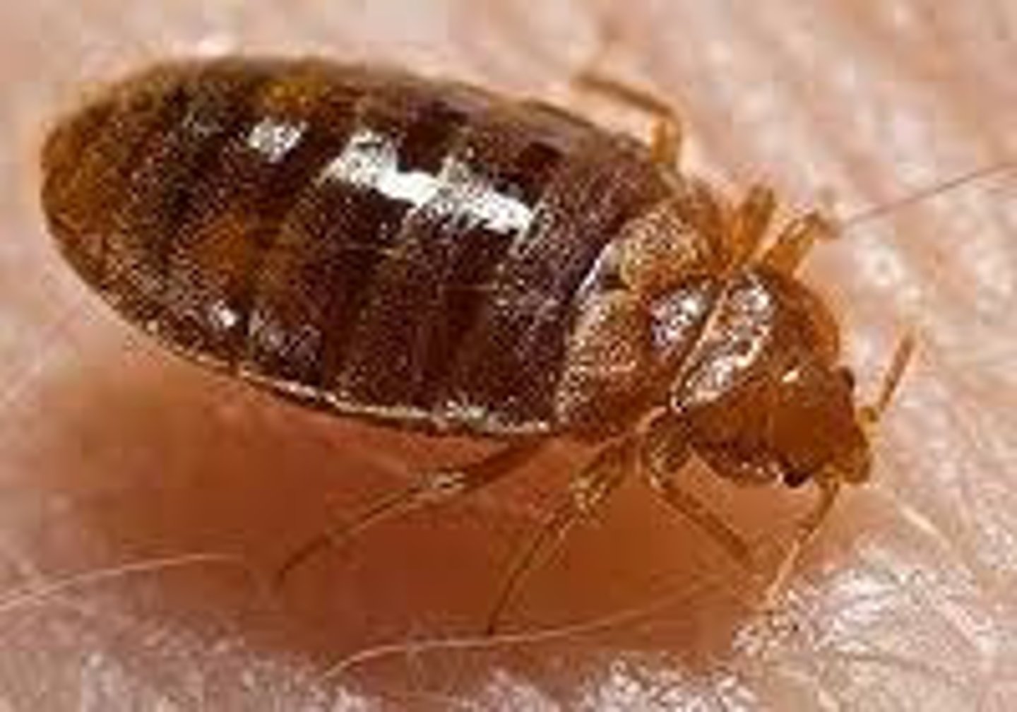 <p>True Bug</p>