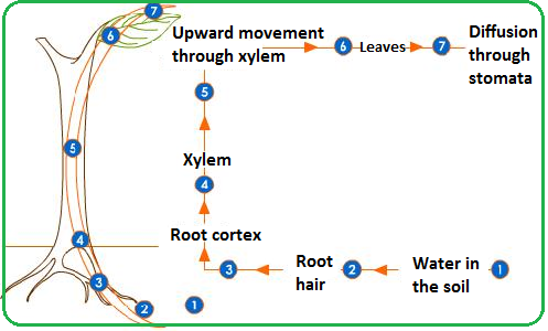 <p>Pathway taken by water through root, stem and leaf as: root hair cells, root cortex cells, xylem, mesophyll cells</p>