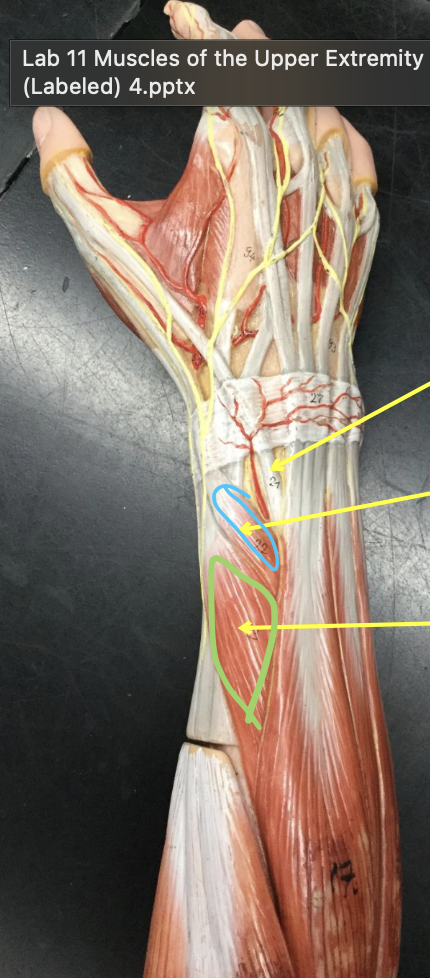 <p>Muscle in blue</p>