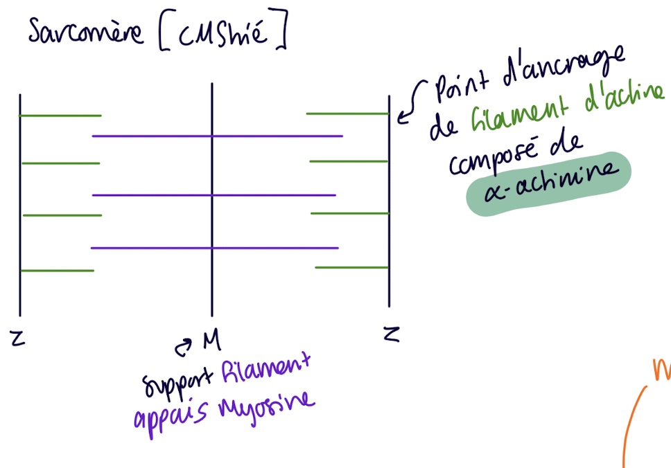 <p>z = point d’ancrage de filament d’actine </p><p>M = support filament eppais mysosine</p>