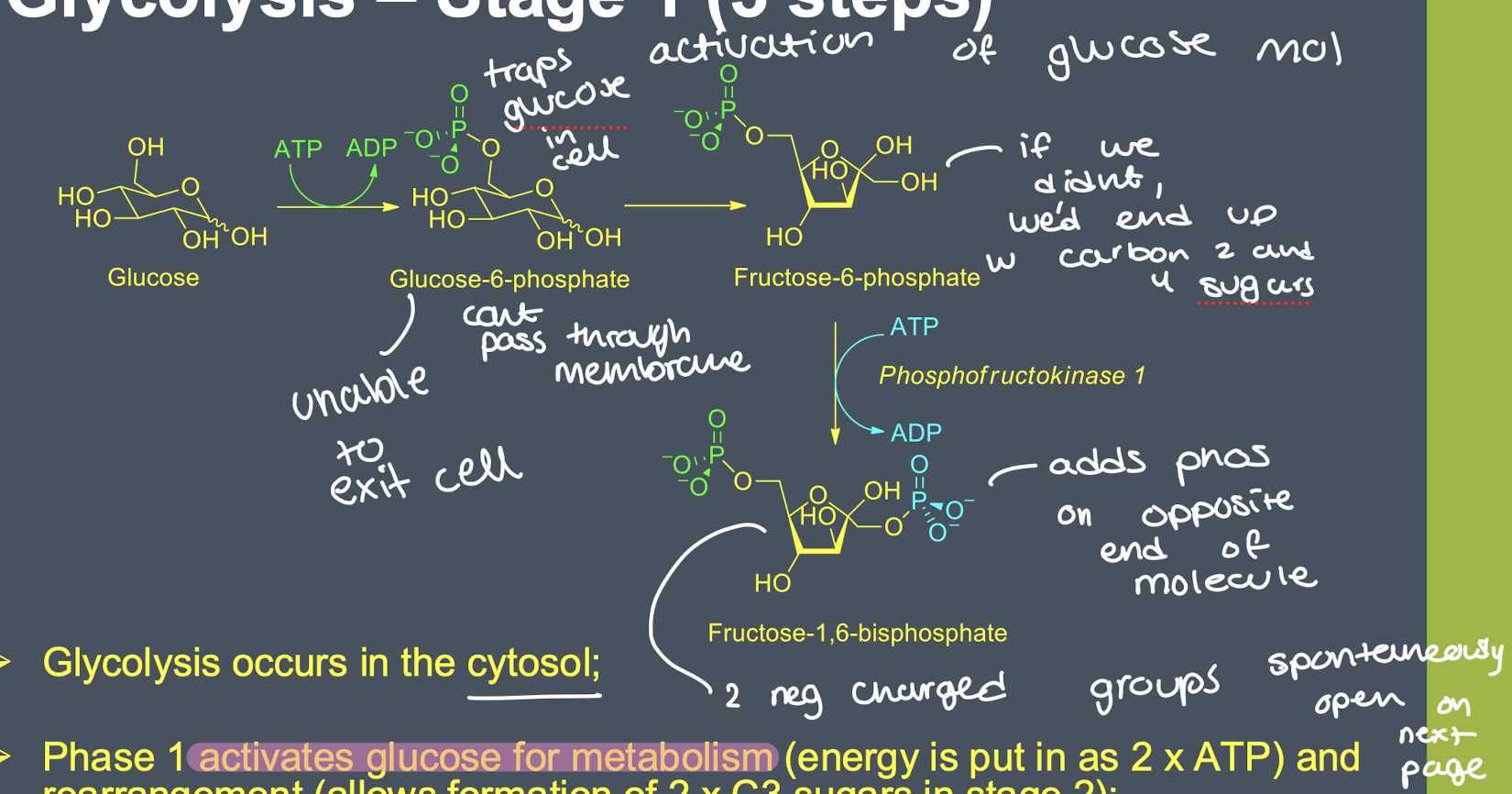 <ul><li><p>glycolysis occurs in the cytosol</p></li><li><p>phase 1 activates glucose for metabolism and uses 2 ATP’s</p></li><li><p>double phosphorylation causes ring opening of sugar</p></li></ul><p></p>