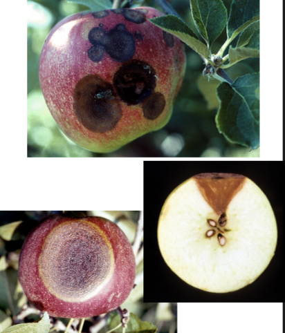 What is this injury called?