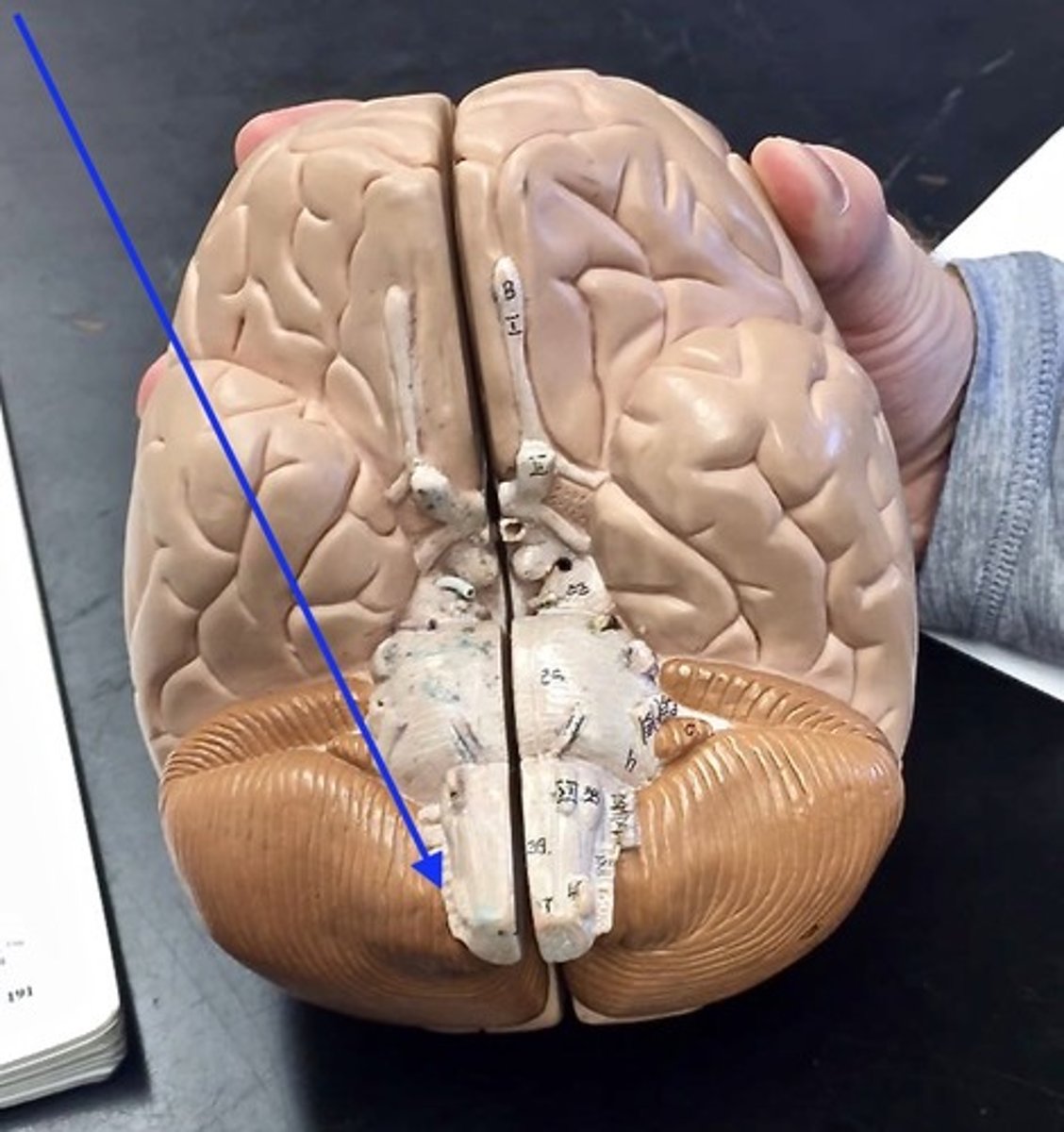 <p>Pair of prominent oval structures on either side of the medullary pyramids in the medulla</p>
