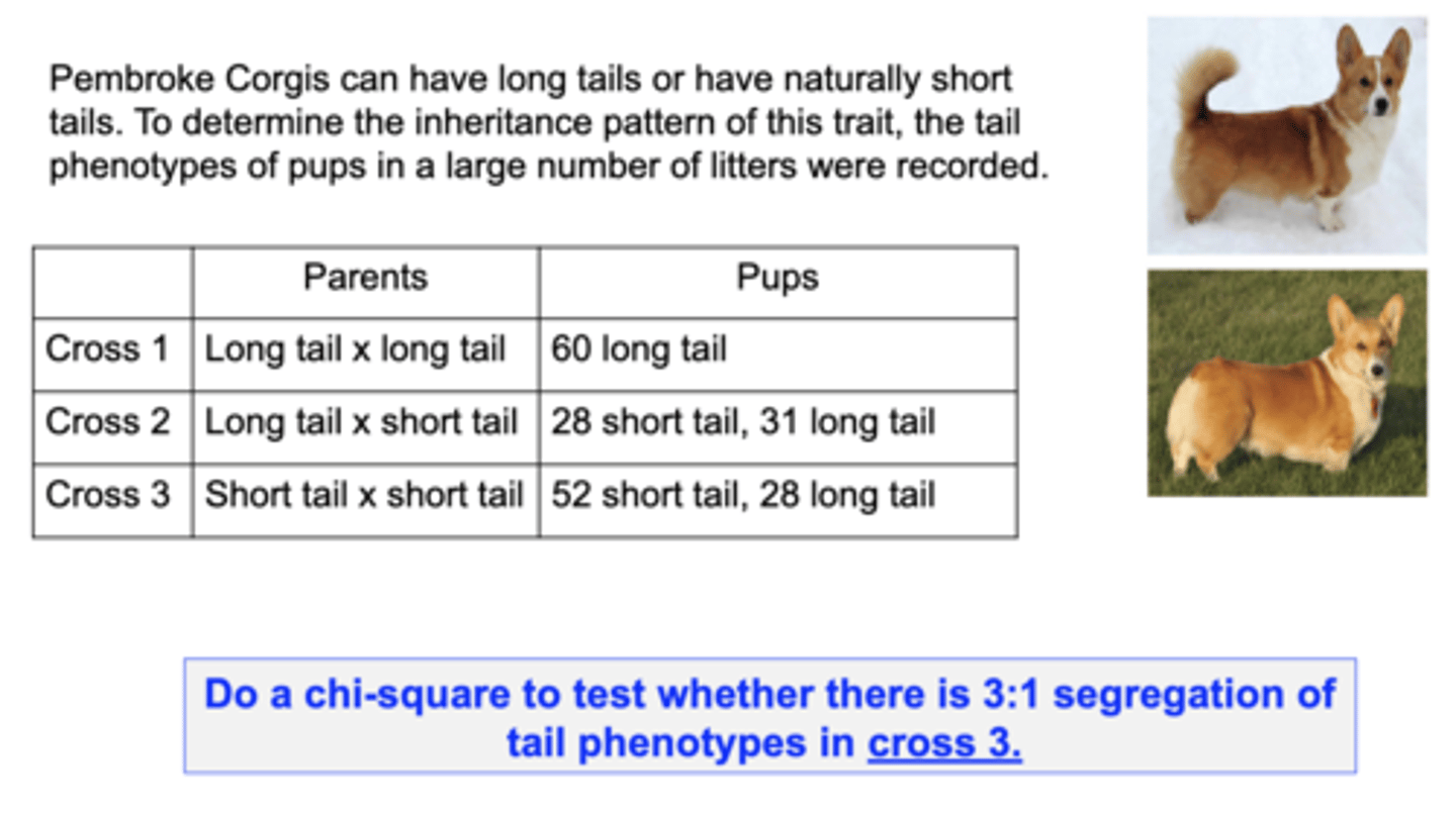 <p>Do a chi-square to test whether there is 3:1 segregation of tail phenotypes in cross 3</p>