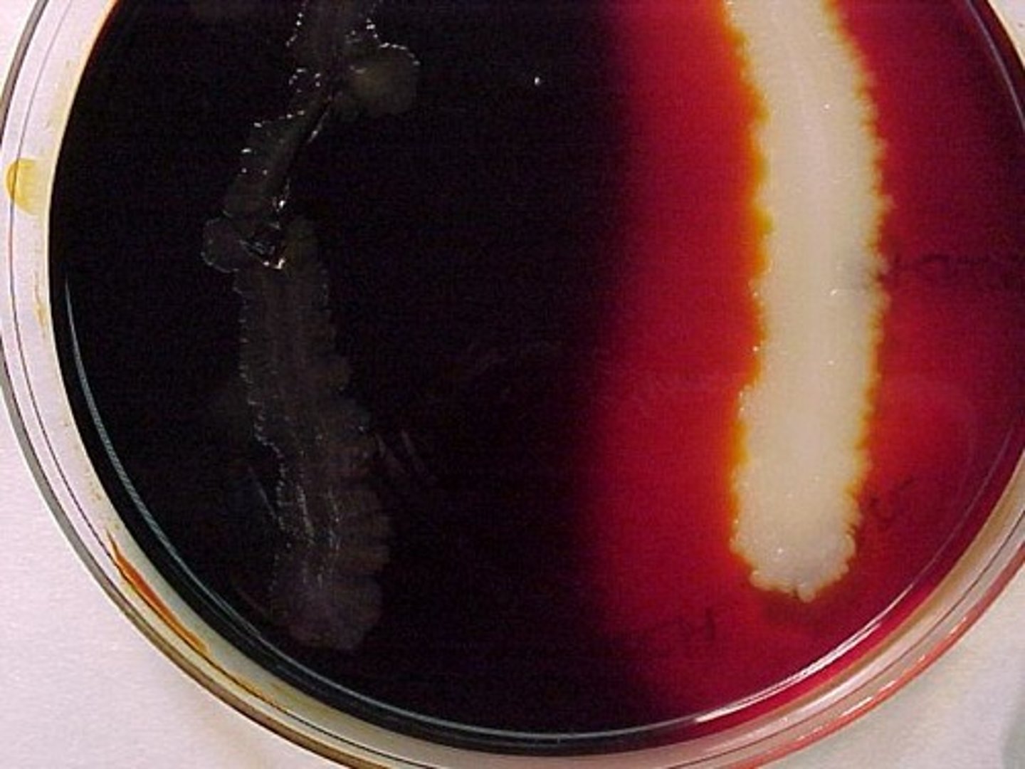 <p>STARCH HYDROLYSIS (AMYLASE TEST)</p><p>Clearing around growth indicates . . .</p>