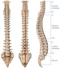 <p>Individual bones that form the vertebral column (spine). They protect the spinal cord and support the head and trunk. Each typically features a vertebral body, vertebral arch, and several processes for muscle attachment and articulation.</p>
