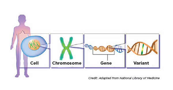 <p>Genes </p>