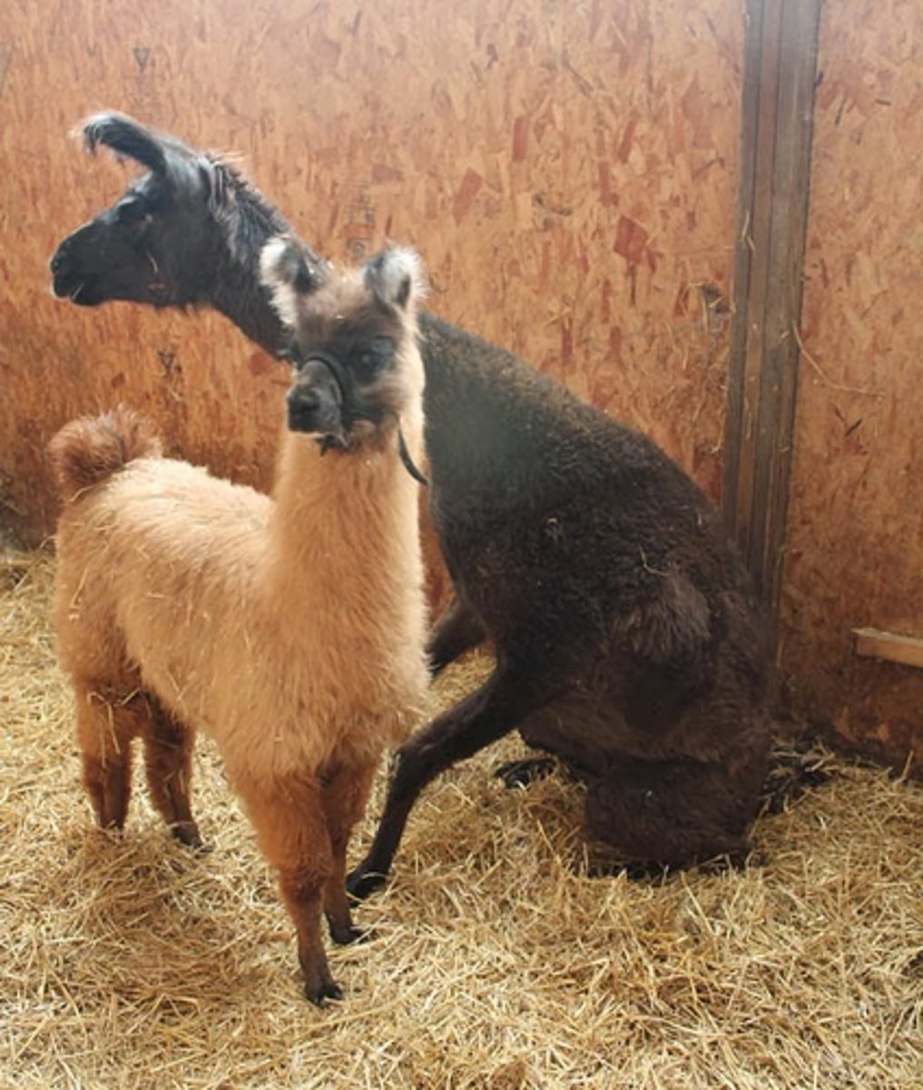 <p>The black llama seen in this picture was diagnosed presumptively with "meningeal worm disease". How would you describe the host-parasite association illustrated by this case?</p>