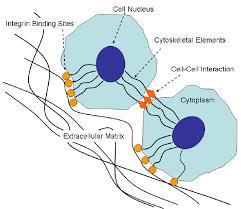 <ul><li><p>can transmit mechanical info like stresses</p></li><li><p>types of anchoring junctions:</p></li><li><p>actin</p><ul><li><p>cell-cell junctions called adherance junctions </p></li><li><p>cell-matrix junctions called actin linked cell matrix adhesion </p></li></ul></li><li><p>intermediate filament attachment sites</p><ul><li><p>cell-cell junctions called desmosomes </p></li><li><p>cell-matrix junctions called hemidesmosomes </p></li></ul></li></ul><p></p>