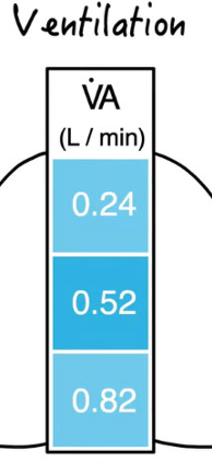 <p>into the lung base rather than the lung apex</p><ul><li><p>more alveoli at the larger lung bases</p></li><li><p>basal alveoli are less stretched than the apical alveoli</p></li></ul><p></p>