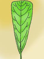 <p>Leaf shape?</p>