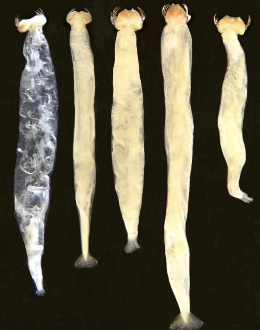 <p>What habitat and feeding does this organism have?</p>