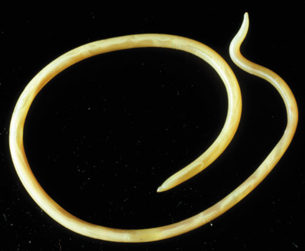 <p>Name one or more traits you can observe to distinguish the identity of Nematoda</p>