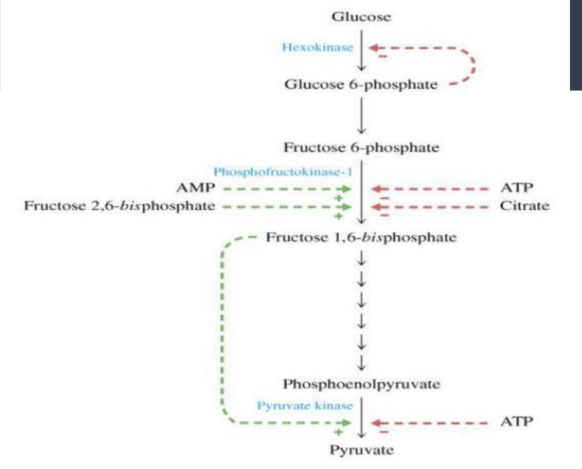 <p>what are the key regulatory enzymes of glycolysis</p>