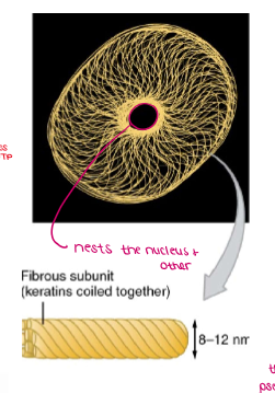<ul><li><p>Fibrous, Rope-like protein, KERATIN (there are many)</p></li><li><p>Stabilizes a cell’s structure by resisting tension (prevents tearing of tissues)</p></li><li><p>Helps anchor nucleus and other organelles</p></li></ul><p></p>