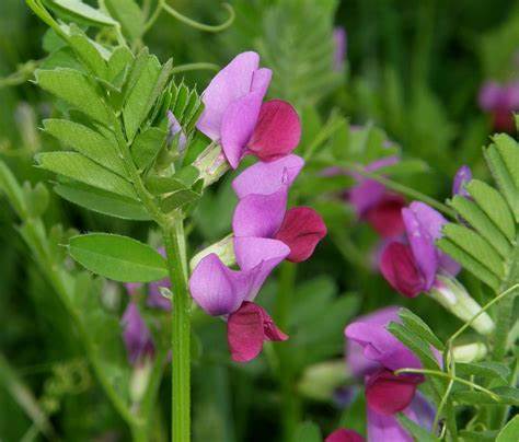 Family: Fabaceae

SN: Vicia sativa