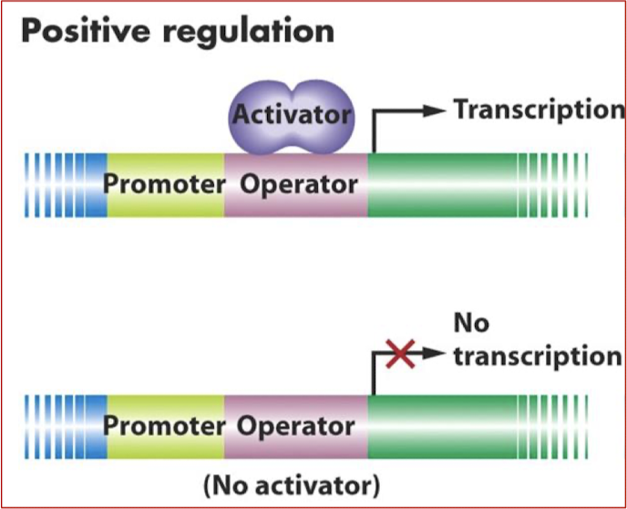 <p>The activator protein(s) must bind to the regulatory DNA as a prerequisite to turn the gene on.</p>