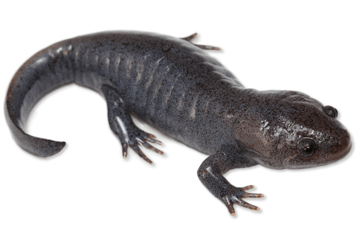 Ambystomatidae - Ambystoma talpoideum