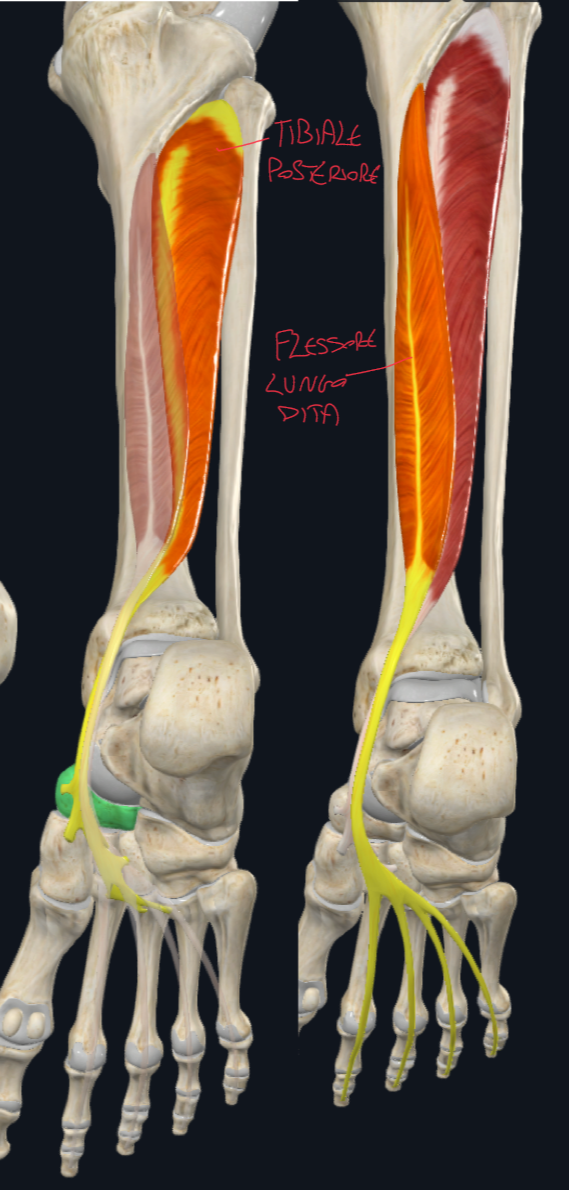 <p>Tibiale posteriore:</p><ul><li><p>Origine → superficie posteriore di membrana interossea, fibula e tibia</p></li><li><p>Decorso → passa posteriormente al malleolo mediale, attraversa il tunnel tarsale e forma il chiasma crurale con il tendine del muscolo flessore lungo delle dita</p></li><li><p>Inserzione → tuberosità dell’osso navicolare (da qui partono linguette connettivali verso le ossa navicolari e metatarsi 2-3-4 che stabilizzano l’arco trasversale del piede)</p></li><li><p>Funzione → flessione plantare piede, inversione piede (sollevamento margine mediale)</p></li></ul><p></p>