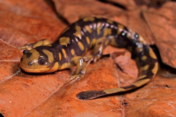 <p>eastern tiger salamander<br>- grey/green/black <br>- yellow spots (on side AND belly) </p>