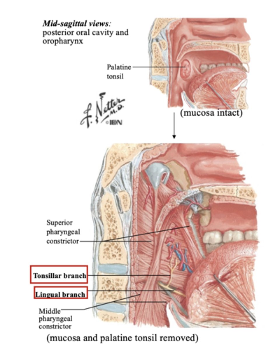 <p>1) tonsillar branch</p><p>2) lingual branch</p>