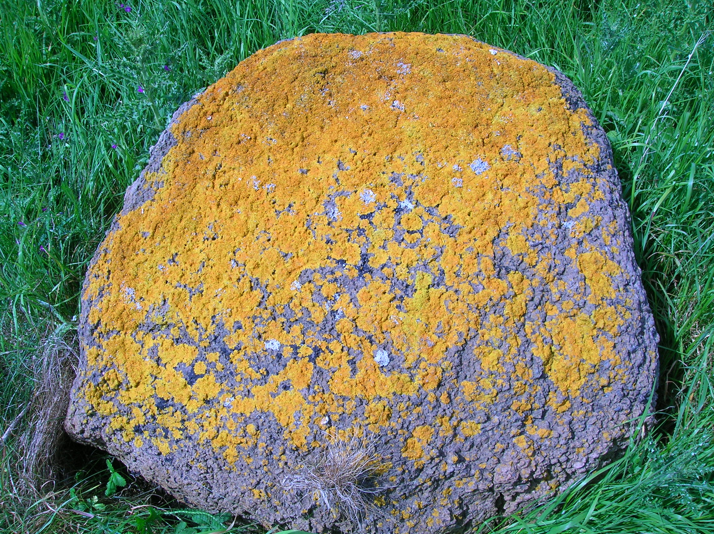 <p>What form of Lichen is this?</p>