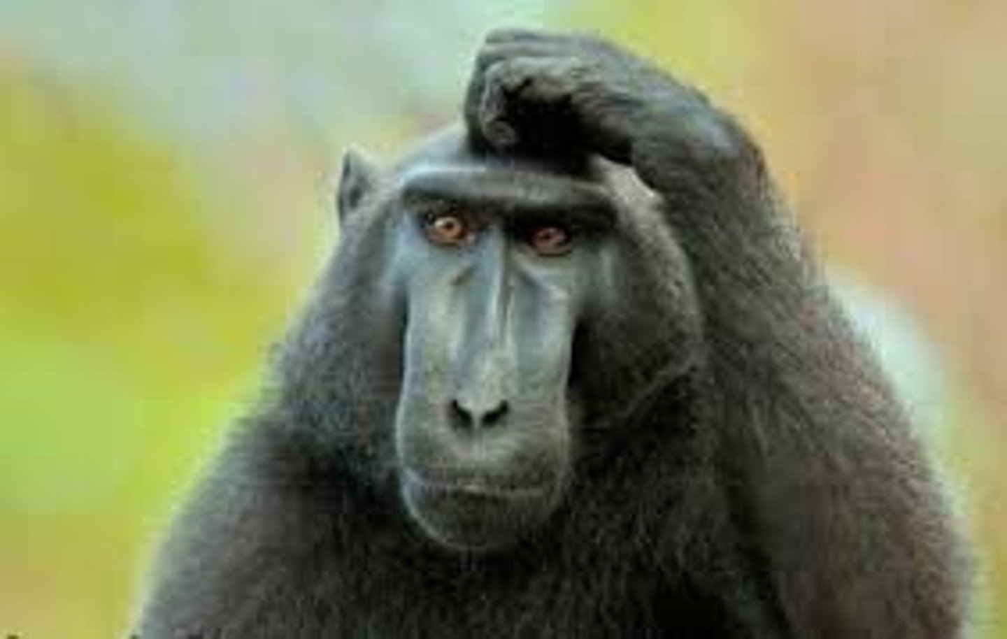 <p>(adj) confused; bewildered</p>