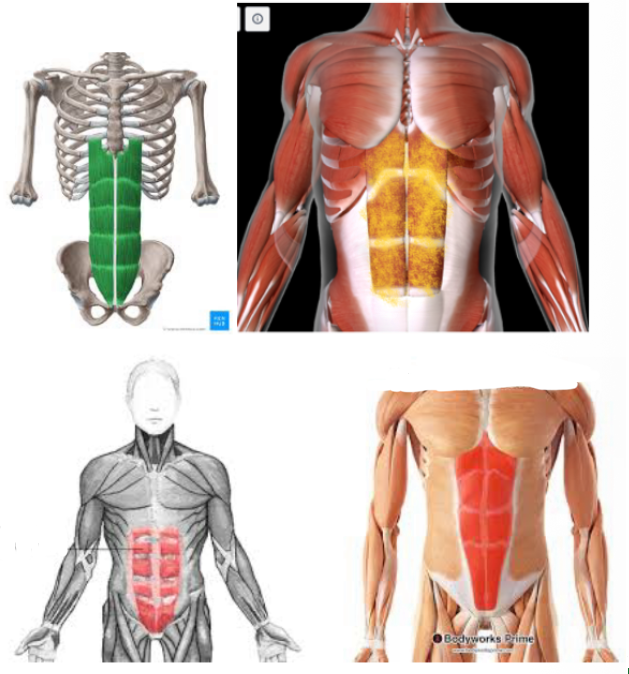 <p>Function:<strong> FLEX/ROTATE TORSO </strong></p>