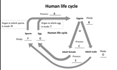 <ul><li><p>Fertilization- A</p></li><li><p>Mitosis- C</p></li><li><p>Meiosis- E</p></li><li><p>Testes- H</p></li><li><p>Ovaries-I</p></li></ul>