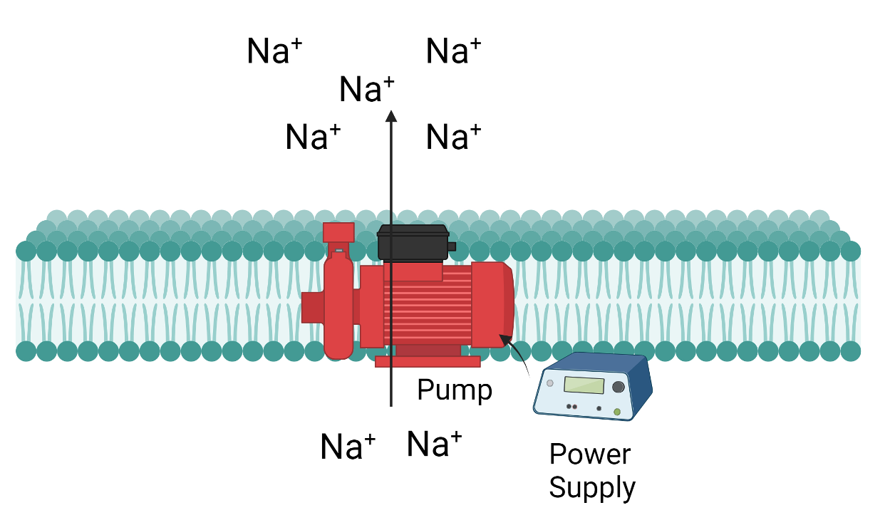 <p><span><span>Occurs when protein pumps use energy to move a molecule against its concentration gradient in the process.</span></span></p>