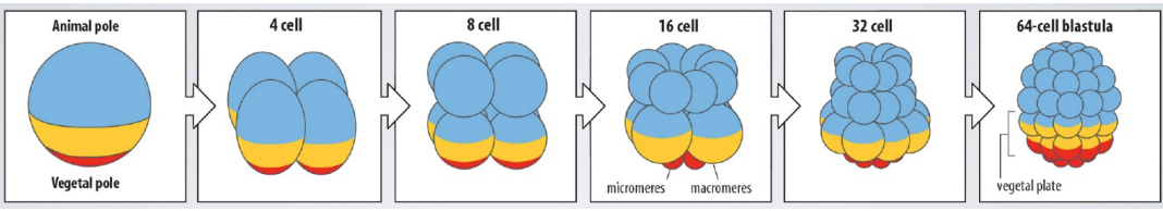 <p>What are the 3 layers? Explain them</p>