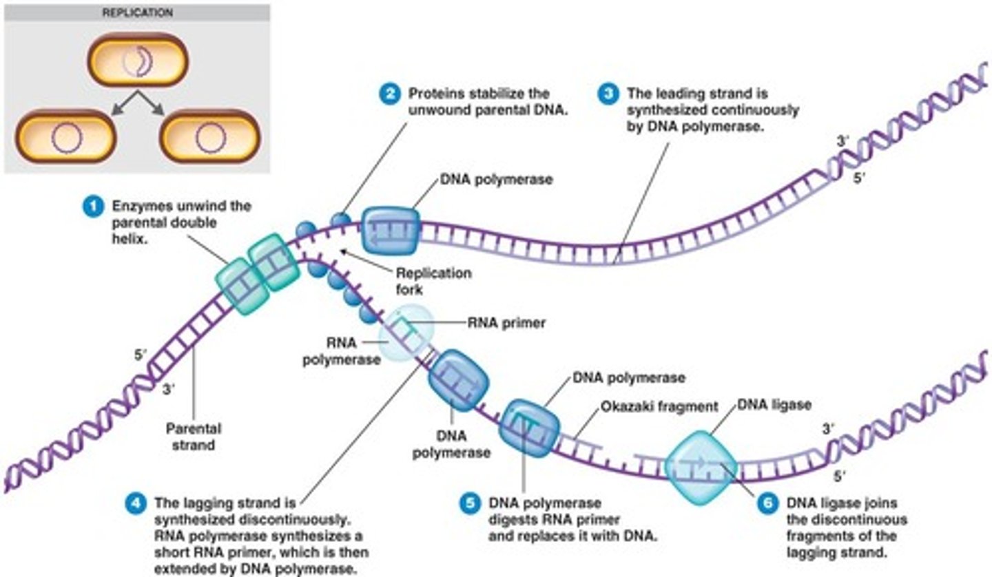 <p>enzyme that creates an RNA primer for initiation of DNA replication.</p>
