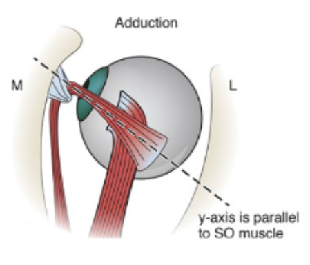 <p><br>Movements from secondary position of the oblique muscles — eye is abducted 51-55 degrees from primary position</p>
