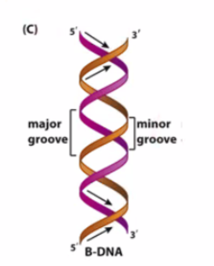 <ul><li><p>The major groove has more distinguishing interactions than the minor groove.</p></li><li><p>The depth of the major groove is compatible with the interaction with protein structural elements such as α helix</p></li></ul>