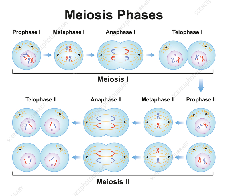 <p><span><span>Meiosis involves two rounds of cell division, </span></span>Meiosis I<span><span> and </span></span>Meiosis II<span><span>, each with prophase, metaphase, anaphase and telophase, ultimately producing four genetically unique haploid cells (gametes) from one diploid cell. Meiosis I separates homologous chromosomes (reducing chromosome number), while Meiosis II separates sister chromatids (similar to mitosis), with crucial crossing-over in Prophase I creating genetic diversity.&nbsp;</span></span></p>