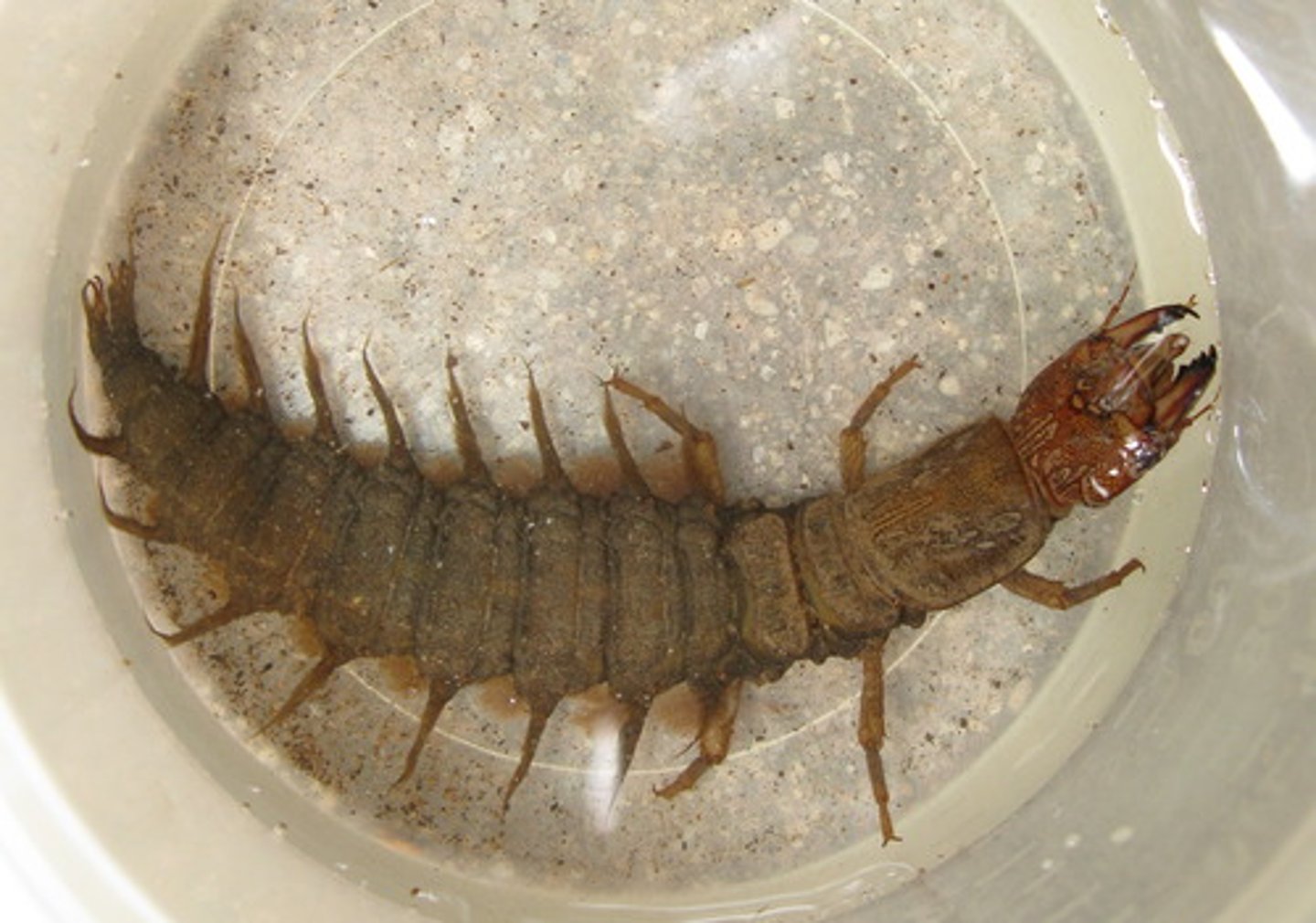 <p>called a hellgrammite, aquatic predatory larva, popular bait, strong painful bite</p>