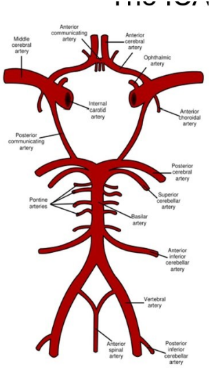 <p>-formed by union of left and right vertebral arteries at the ponto-medullary junction</p>
