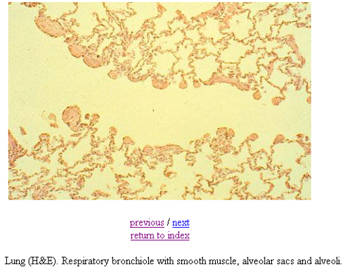 <p>Bronchioles, alveolar sacs and alveoli</p>